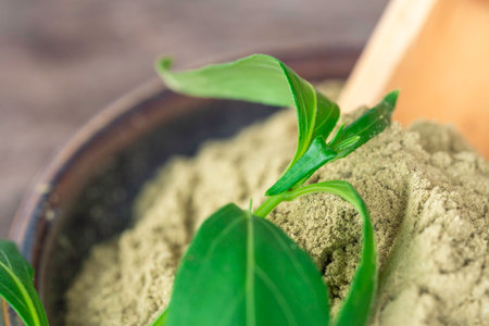 Fresh Andrographis Paniculata, extract powder in green ceramic bowl and herbal capsules, on blurred...