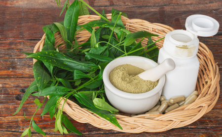Andrographis Paniculata extract powder in white ceramic bowl, Paniculata capsules, white bottle, and fresh leaves in basket on wooden background.の写真素材