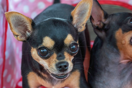 Cute black dog (Chihuahua) is staring at you.