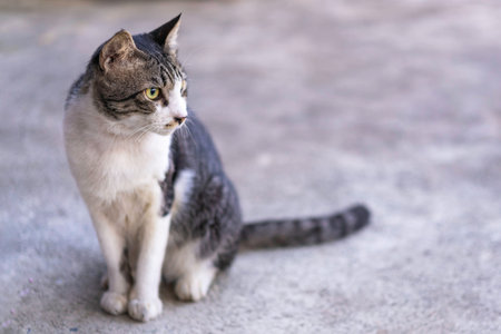 Young gray and white cat was sitting staring at something on cement floor.