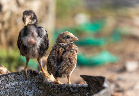 Small chicks waiting for food on an old metal container with hope.