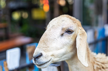 Cute animal portrait of small goat at farm. Funny face small goat, looking camera is happy and cheerfulの写真素材
