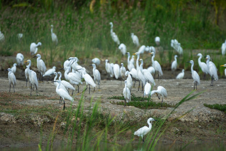 Many white egrets birds in landscape photographs of drying pond beautiful scenery.の写真素材