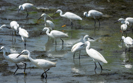 Many white egrets birds in landscape photographs of drying pond beautiful scenery.