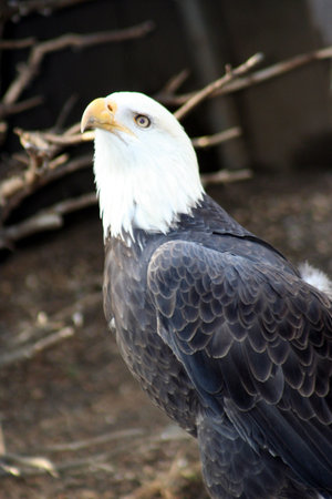 A Noble Bald Eagle