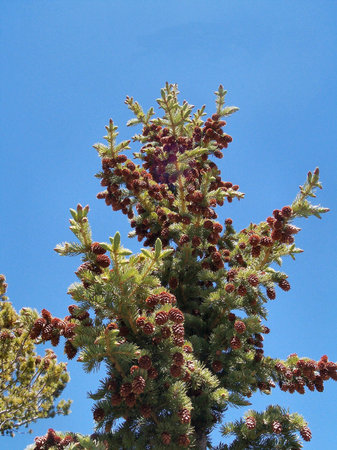 Mt. Evansの写真素材