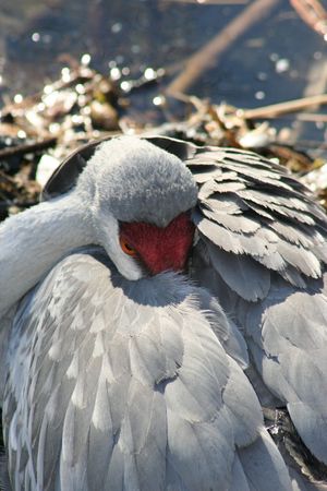Sandhill Craneの写真素材