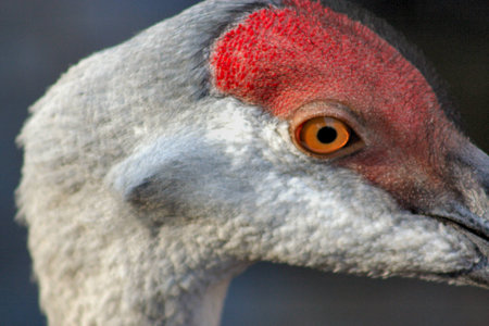 Sandhill Crane
