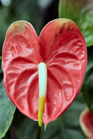 Blooming Flowersの写真素材