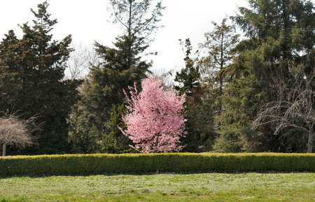 Blooming trees in early Spring