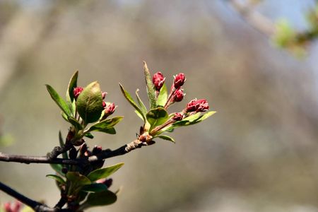Trees blooming in the Gardenの写真素材