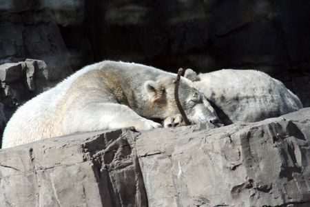  Polar Bearの写真素材