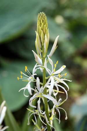 wild spring flowersの写真素材