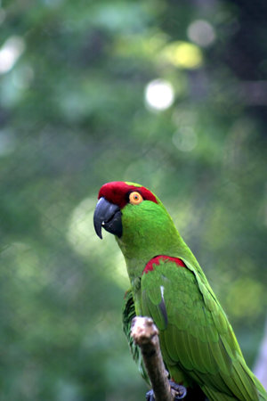 Thick-billed Parrot
