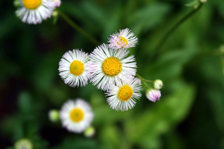 wild spring flowers