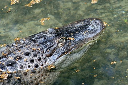 alligatorの写真素材