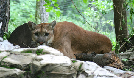 Puma