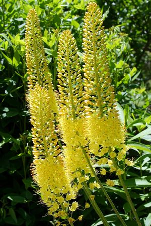 Spring in the Gardenの写真素材