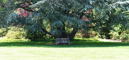 Summer Meadowの写真素材