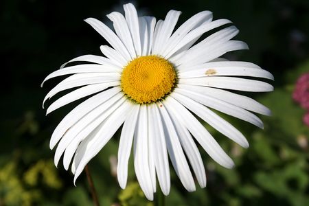 Wild Blooming Flowersの写真素材