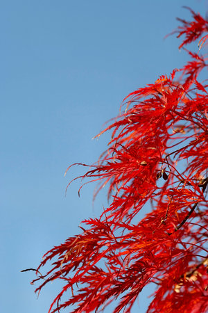 Autumn Colors in the Garden