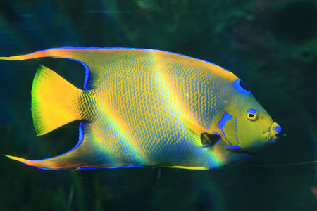 A Coral fish in the Red Sea, Israel 
