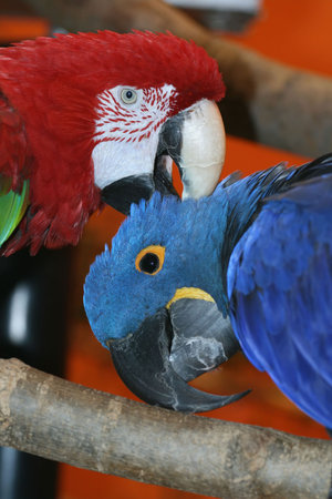 A Couple of Blue and Red Macaws parrot
