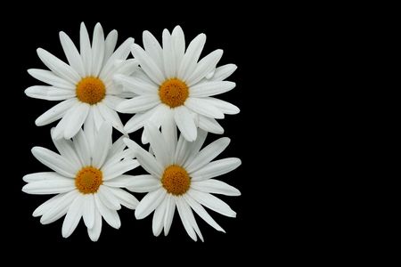 Spring Flowers- isolated on Blackの写真素材