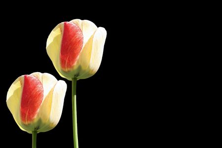 Spring Flowers- isolated on Blackの写真素材