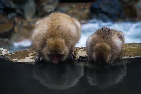 Snow monkeys in Nagano quenching their thurst at Jigokudani Monkey Park - Nagano Prefecture