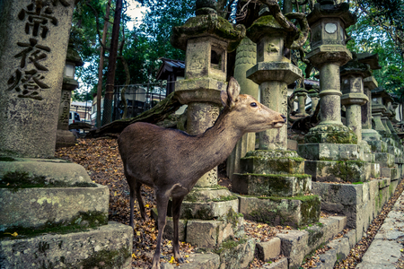 Deer peeking out the lanterns near Kusaga Taishaの写真素材