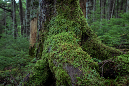 Peaceful moss covered forest in Yachihoの写真素材