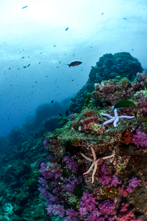 Diving at Hin Daengの写真素材
