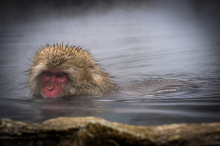 Snow monkey at Jigokudani Monkey Park - Nagano Prefectureの写真素材