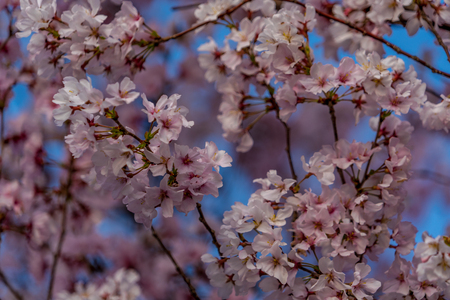 Cherry Blossoms at Inuyama Castleの写真素材