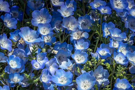 Nemophila Delight at Hitachi Seaside Park - Ibaraki Prefectureの写真素材