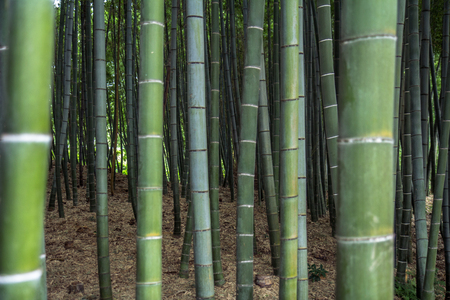 Bamboo forest grove in Kyotoの写真素材