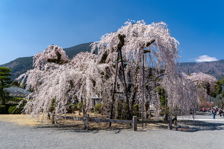 Kuonji Temple's 400 year old weeping cherry trees in Minobu - Yamanashi Prefecture, Japanのeditorial素材