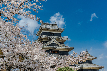 Matsumoto Castle with cherry blossoms in springのeditorial素材