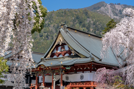 Kuonji Temple's 400 year old weeping cherry trees in Minobu - Yamanashi Prefecture, Japanのeditorial素材