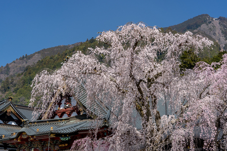 Kuonji Temple's 400 year old weeping cherry trees in Minobu - Yamanashi Prefecture, Japanのeditorial素材