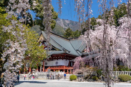Kuonji Temple's 400 year old weeping cherry trees in Minobu - Yamanashi Prefecture, Japanのeditorial素材