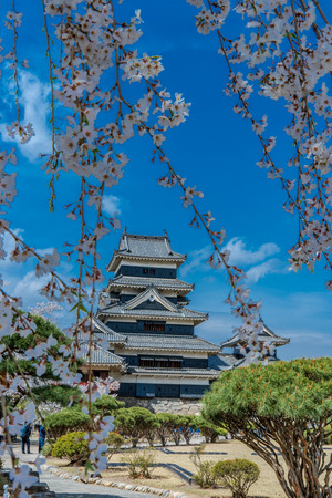 Matsumoto Castle with cherry blossoms in springのeditorial素材
