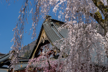 Kuonji Temple's 400 year old weeping cherry trees in Minobu - Yamanashi Prefecture, Japanのeditorial素材