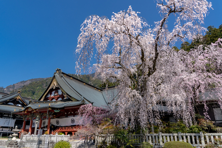 Kuonji Temple's 400 year old weeping cherry trees in Minobu - Yamanashi Prefecture, Japanのeditorial素材