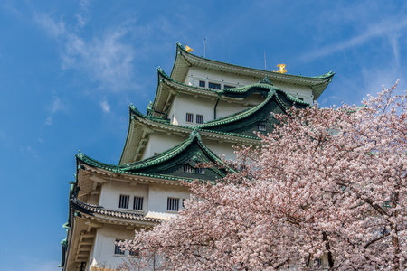 Nagoya Castle with cherry blossoms in spring - Aichi Prefectureのeditorial素材
