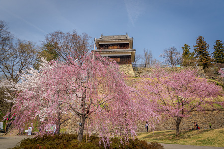 Cherry Blossoms at Udea castle during spring - Nagano Prefecture.のeditorial素材