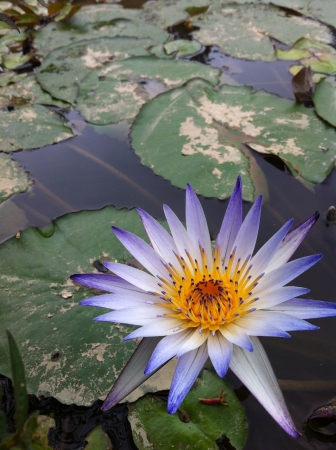 Lotus with waterの素材