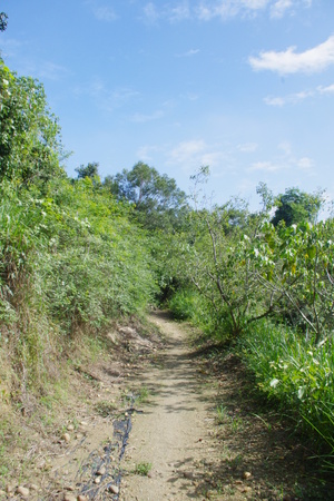 forest roadの写真素材