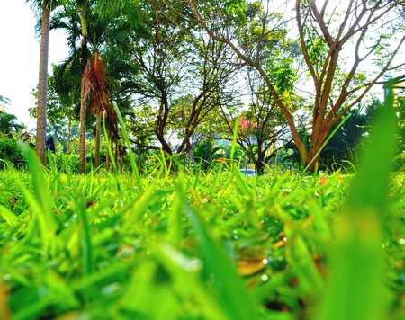 grass in our backyardの写真素材